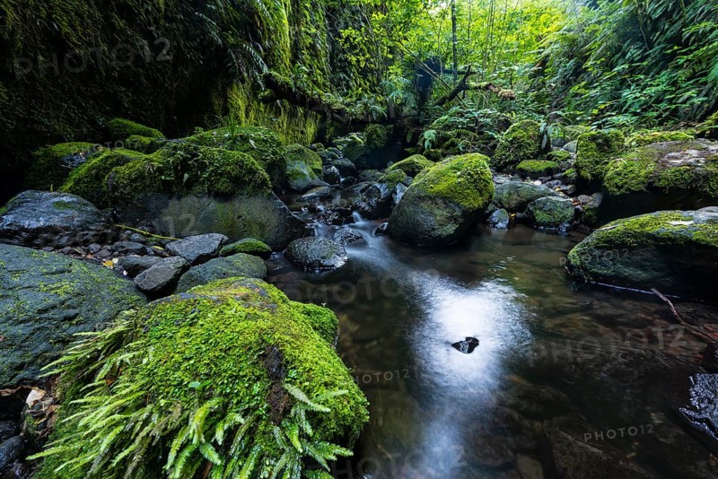 Gorge overgrown with ferns and moss