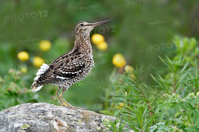 Great snipe
