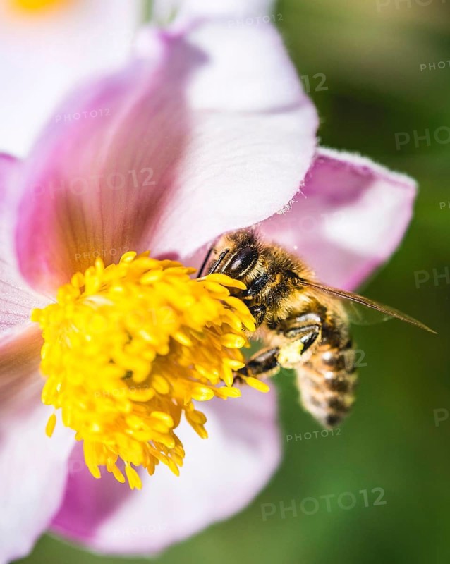 European honey bee