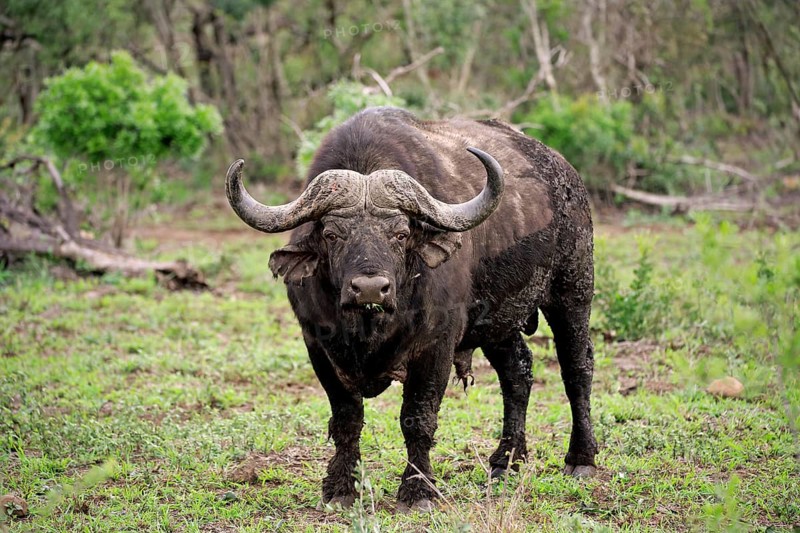 Cape buffalo