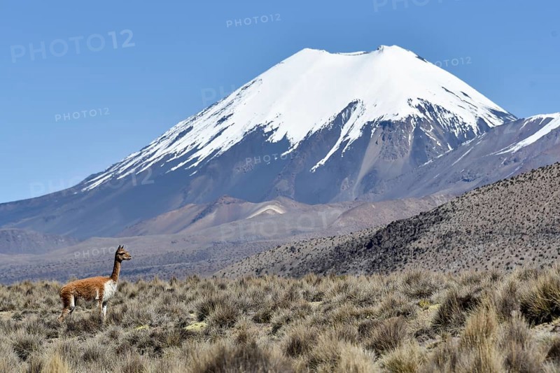 Snow covered volcanoes Pomerape and Parinacota with Guanaco