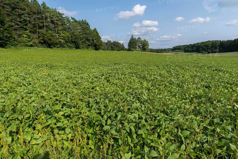 Field