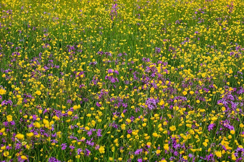 Wild flowers