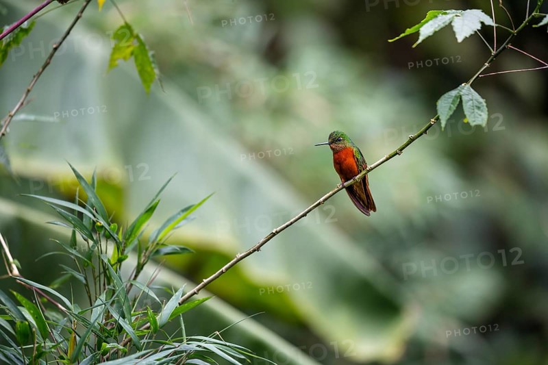 Chestnut-breasted coronet