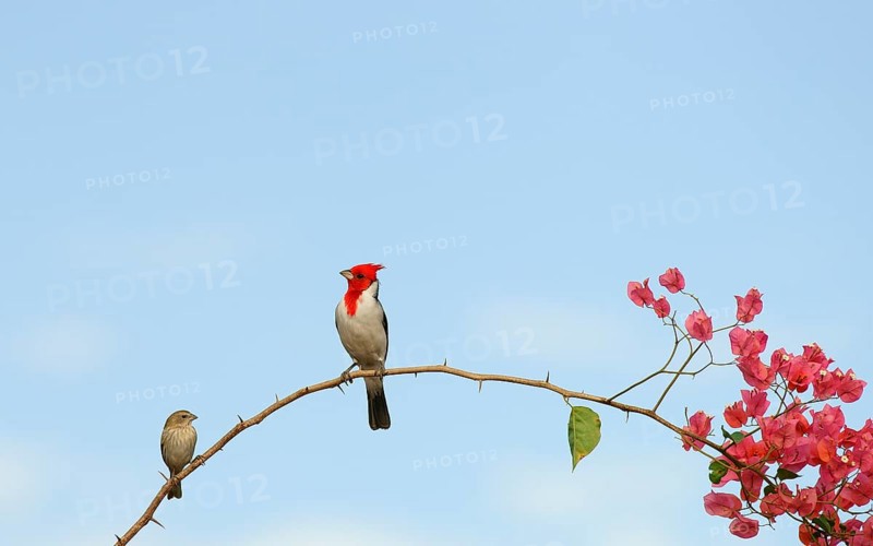 Red-crested Cardinal
