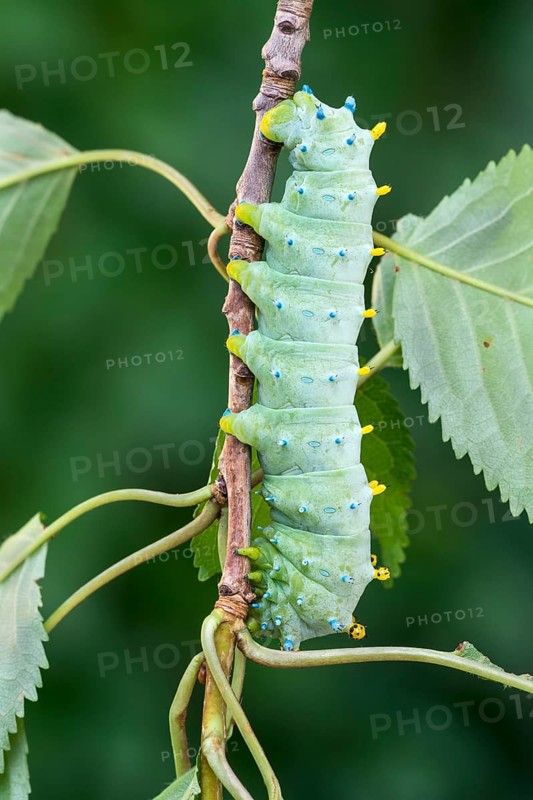 Glover's silkmoth