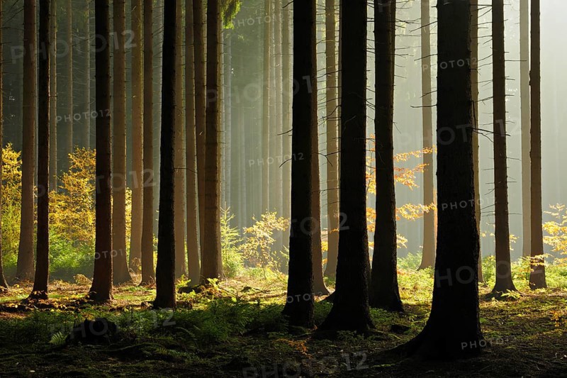 Spruce forest in autumn