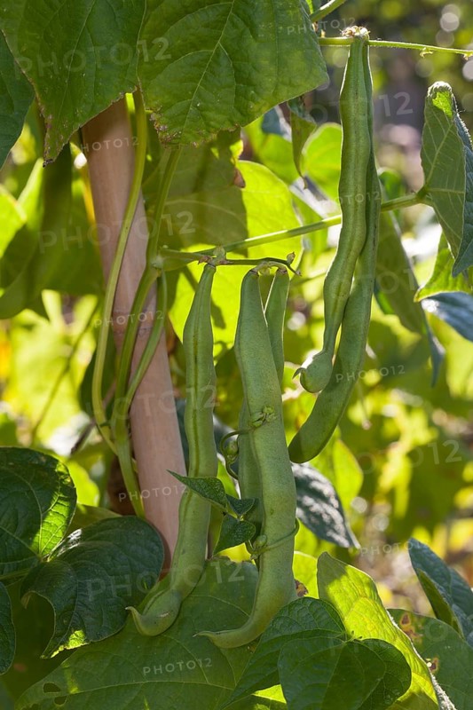 Pole beans