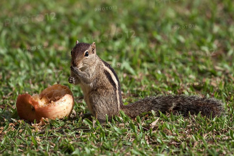 Palm squirrel