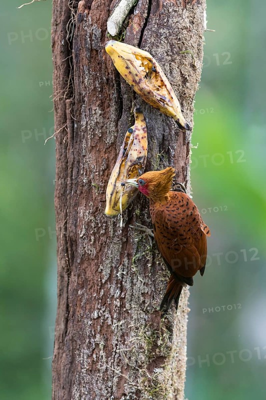 Chestnut-colored woodpecker