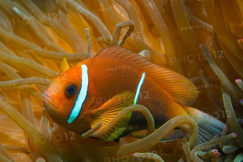 Clark's Anemonefish