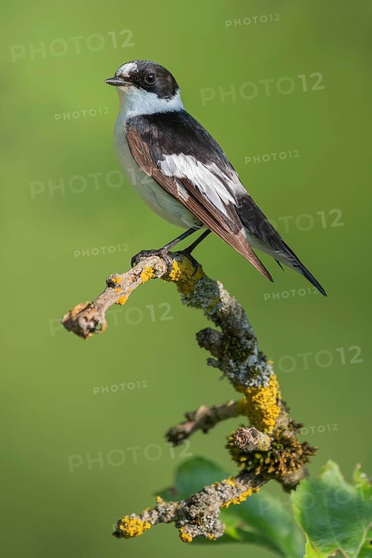 Collared flycatcher