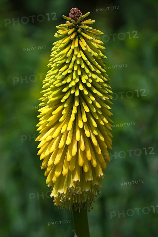Torch Lily