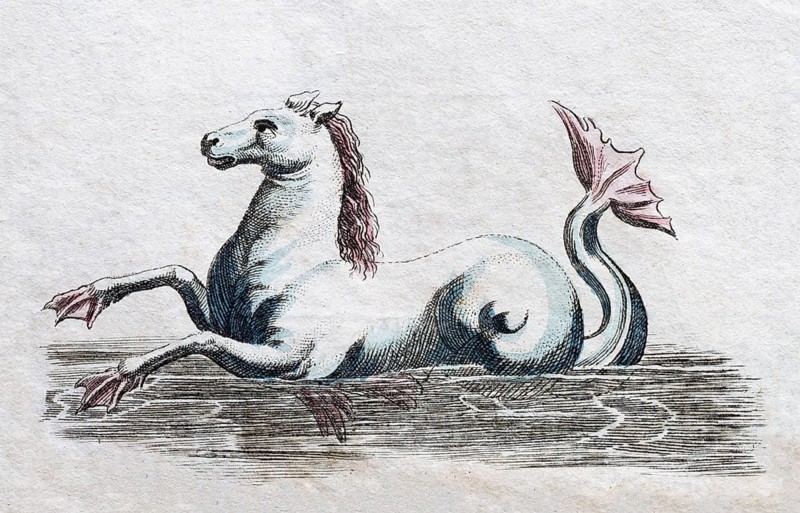 Seahorse
