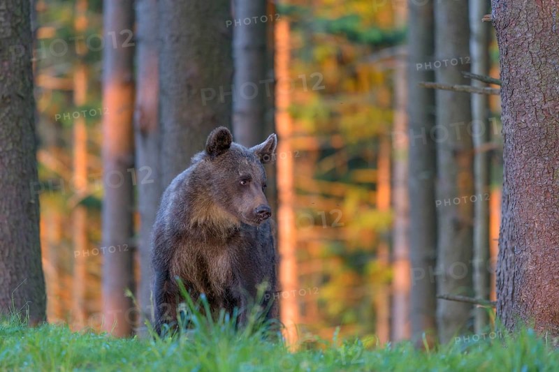 Brown bear
