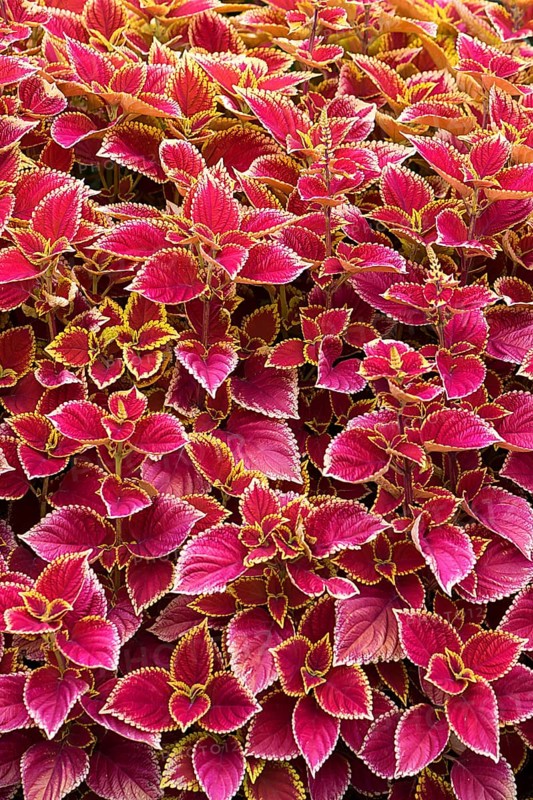 Coleus nettle
