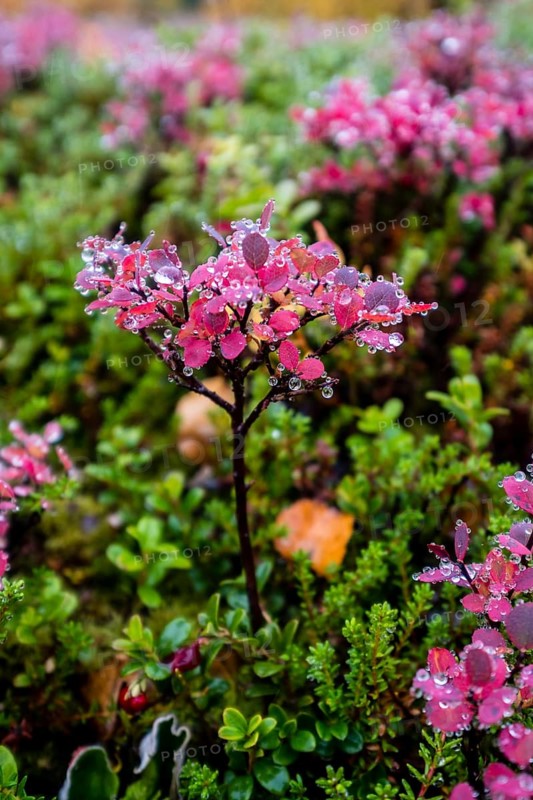 European blueberry
