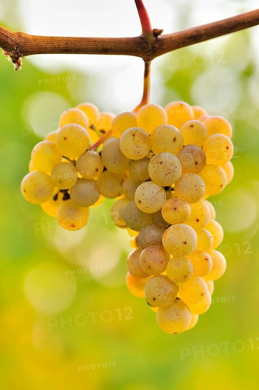 Riesling grapes