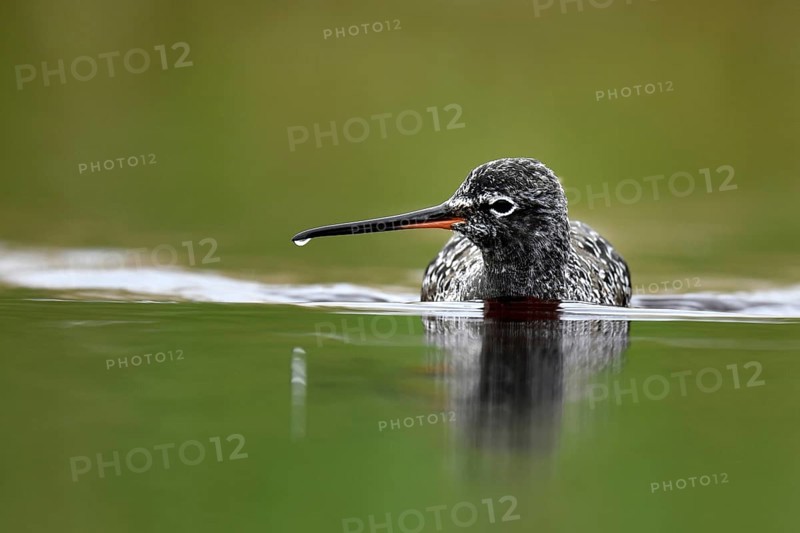 Spotted Redshank