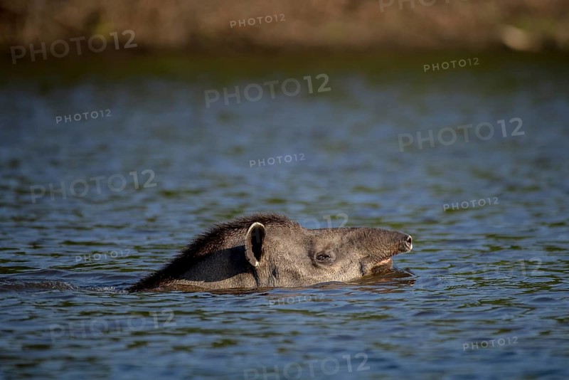 Lowland tapir