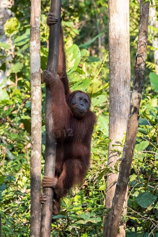 Bornean Orangutan
