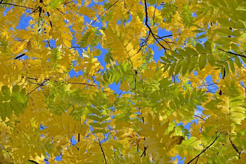 Caucasian wingnut