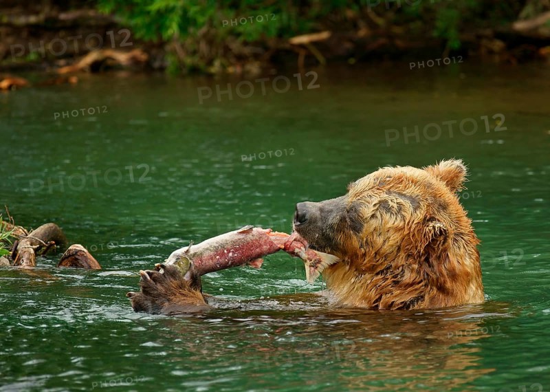 Brown bear