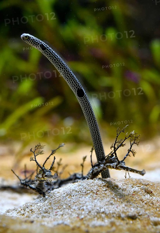Spotted garden eel