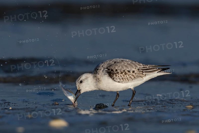 Sanderling
