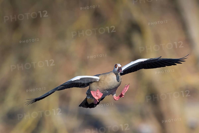 Egyptian Goose