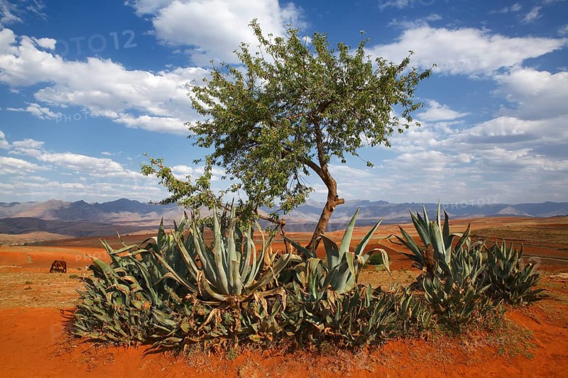 Barren landscape with agaves in the mountainous highlands of Lesotho