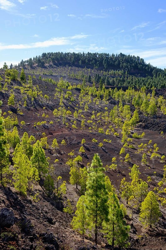 Canary pine