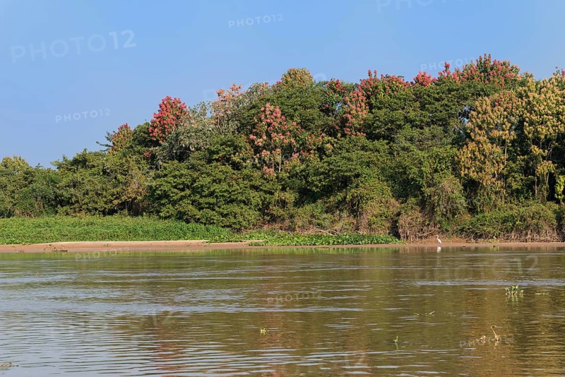 Cuiaba River with flowering Pink Ipe trees