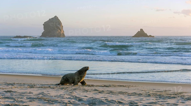 New Zealand sea lion