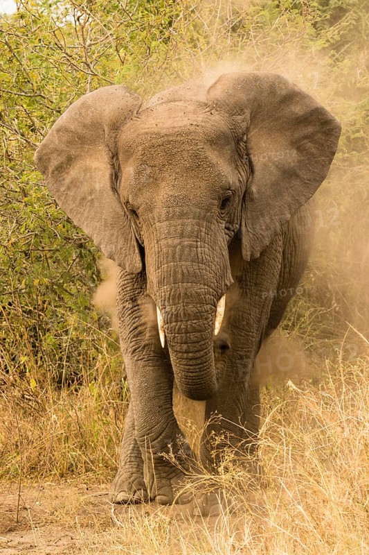 African elephant