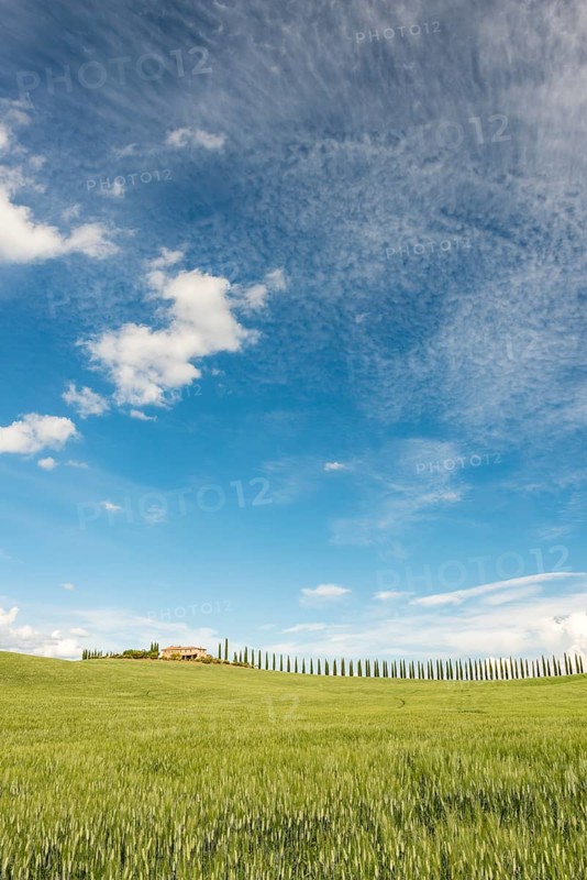 Country estate Poggio Covili with road lined with cypress trees