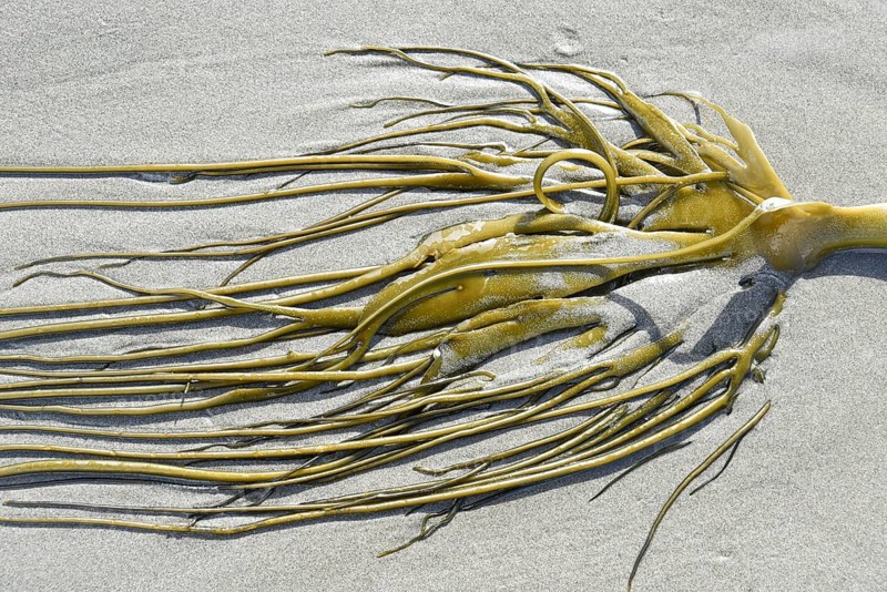 Alluvial Giant Kelp