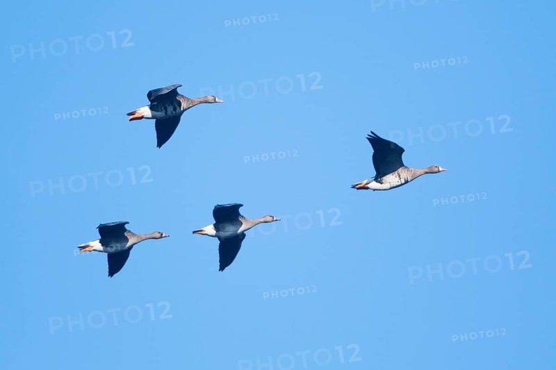 Greater white-fronted geese