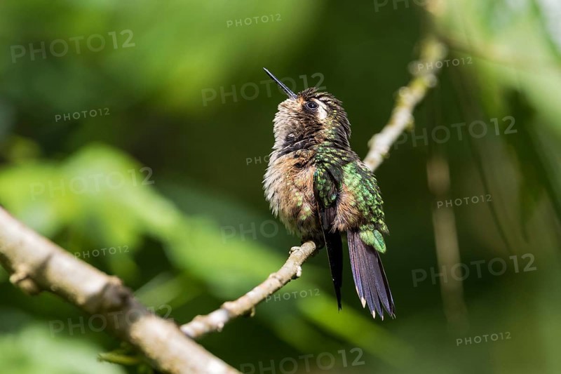 Speckled Hummingbird