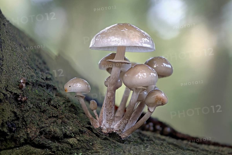 Porcelain fungi