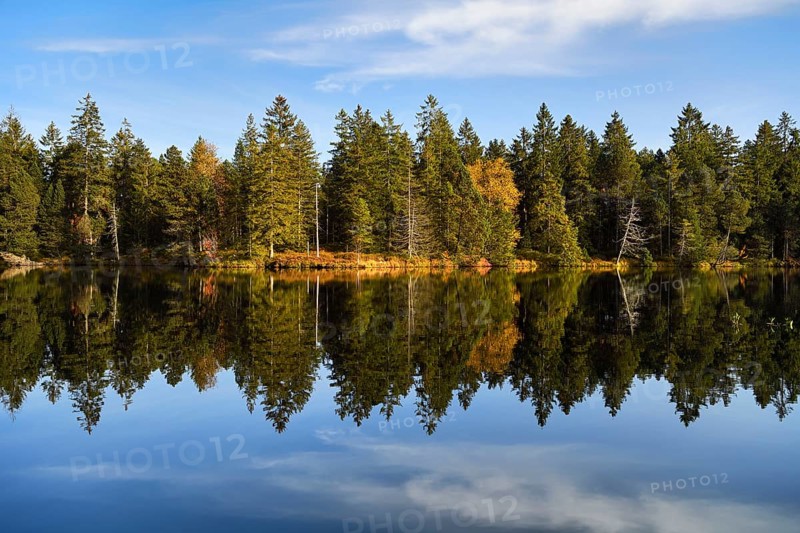 Trees reflected in lake