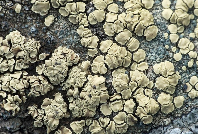 Crustose lichen