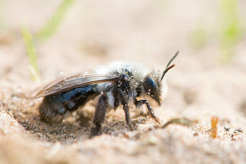 Ashy Mining Bee