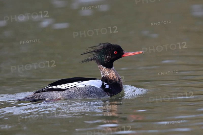 Red-breasted merganser