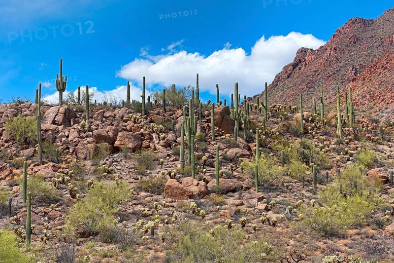 Saguaro Cacti