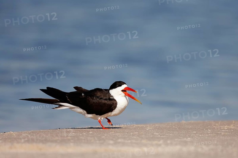African skimmer