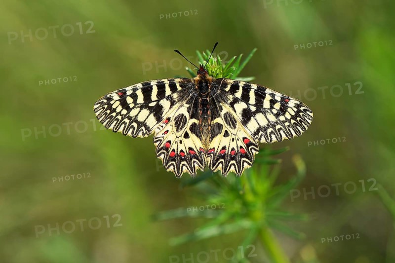 Southern festoon