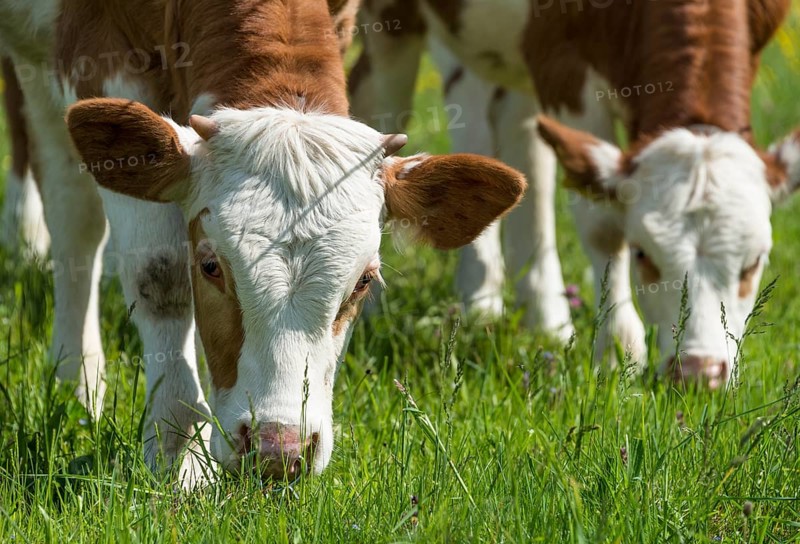 Two young calves