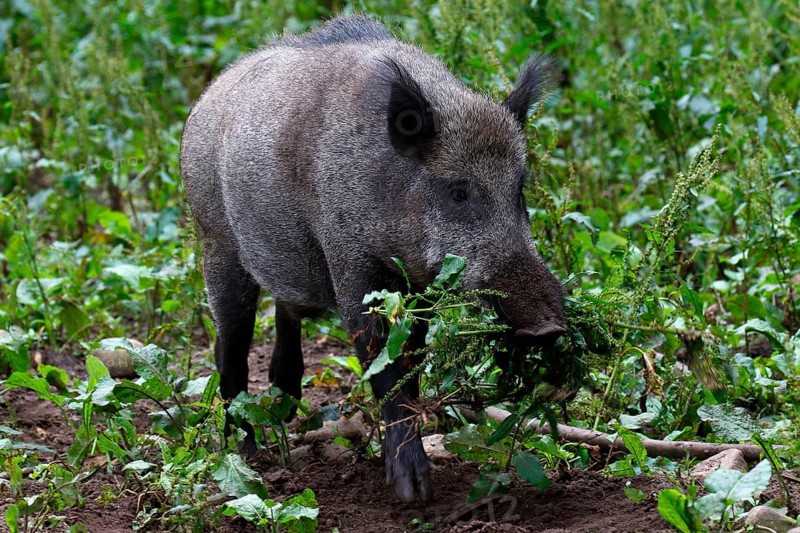 Wild boar