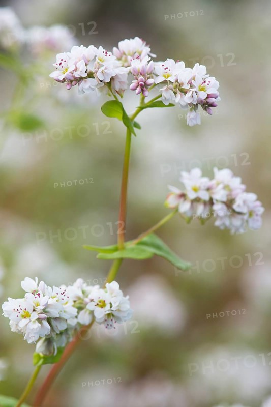 Blossom